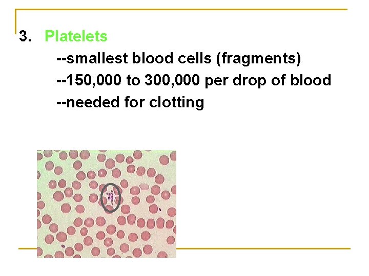 3. Platelets --smallest blood cells (fragments) --150, 000 to 300, 000 per drop of