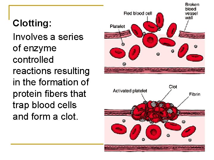 Clotting: Involves a series of enzyme controlled reactions resulting in the formation of protein