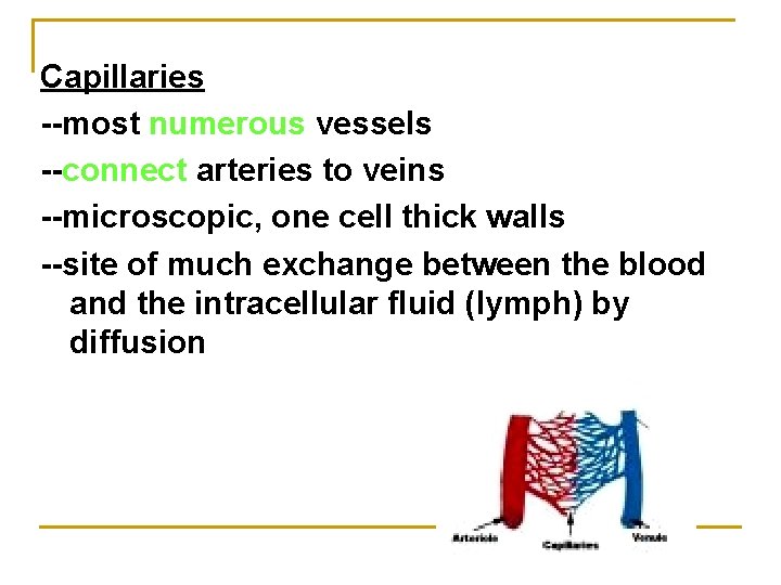 Capillaries --most numerous vessels --connect arteries to veins --microscopic, one cell thick walls --site