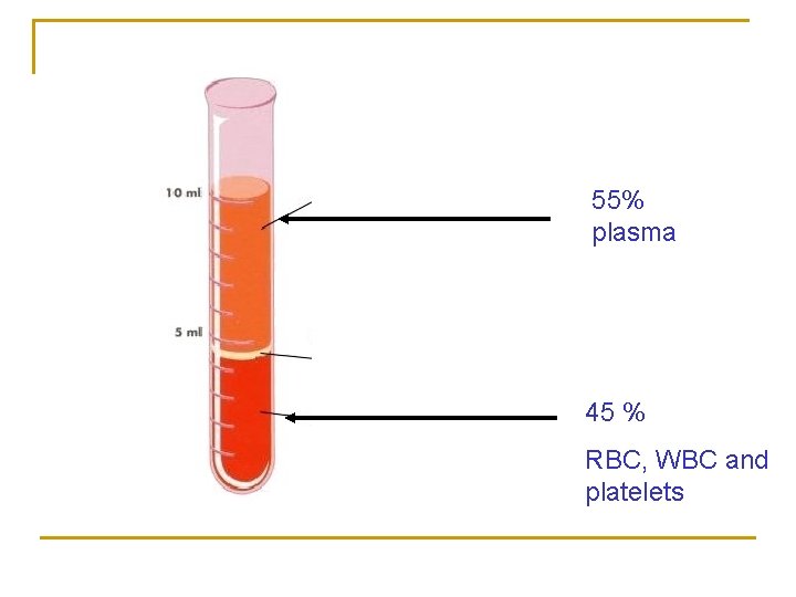 55% plasma 45 % RBC, WBC and platelets 