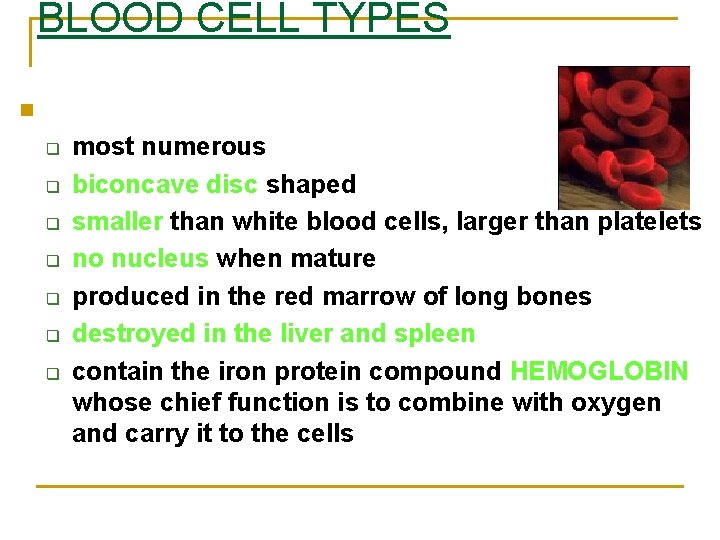 BLOOD CELL TYPES n Red Blood Cells: q q q q most numerous biconcave