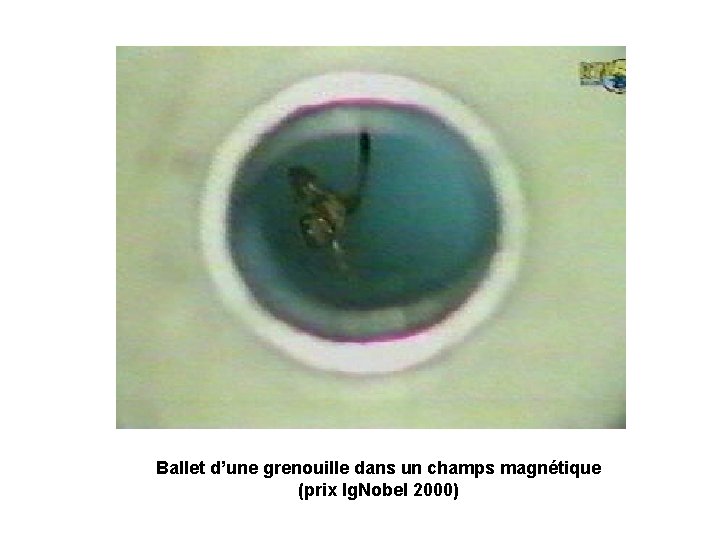 Ballet d’une grenouille dans un champs magnétique (prix Ig. Nobel 2000) 