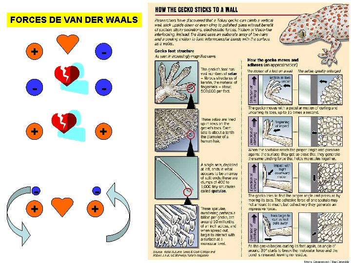 FORCES DE VAN DER WAALS + - - - + + 