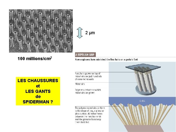 2 µm 100 millions/cm 2 LES CHAUSSURES et LES GANTS de SPIDERMAN ? 
