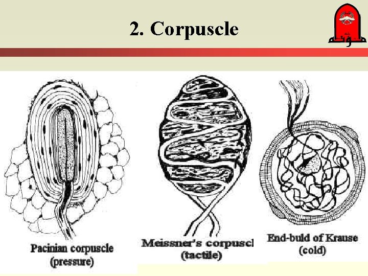 2. Corpuscle 