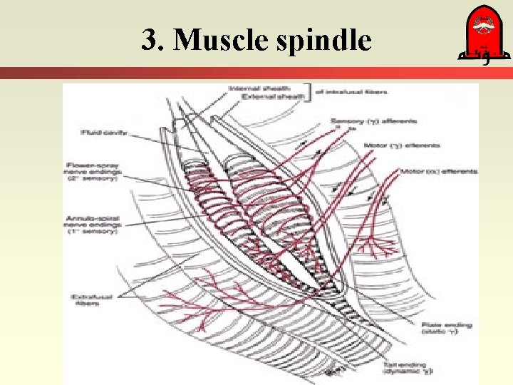 3. Muscle spindle 