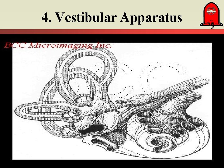 4. Vestibular Apparatus 