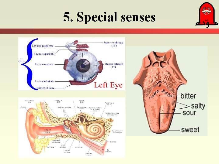 5. Special senses 