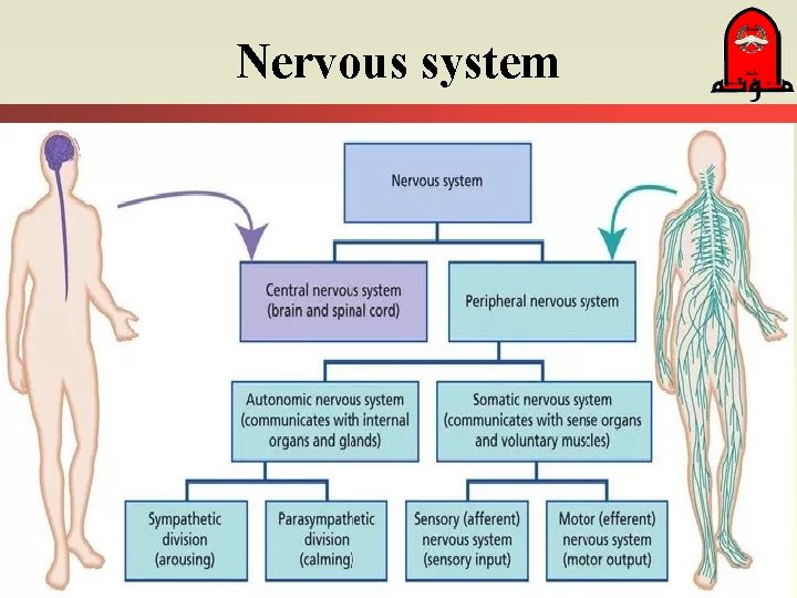 Nervous system 
