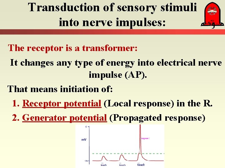 Transduction of sensory stimuli into nerve impulses: The receptor is a transformer: It changes