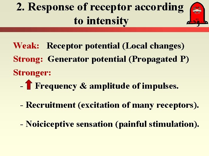 2. Response of receptor according to intensity Weak: Receptor potential (Local changes) Strong: Generator