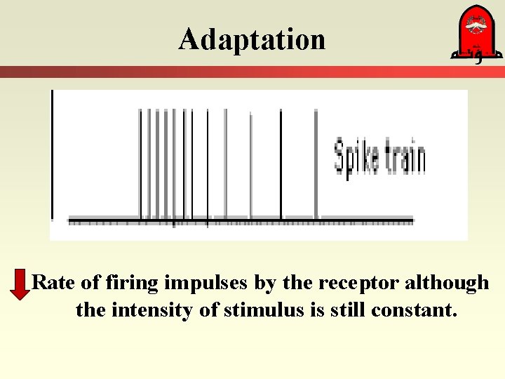 Adaptation Rate of firing impulses by the receptor although the intensity of stimulus is