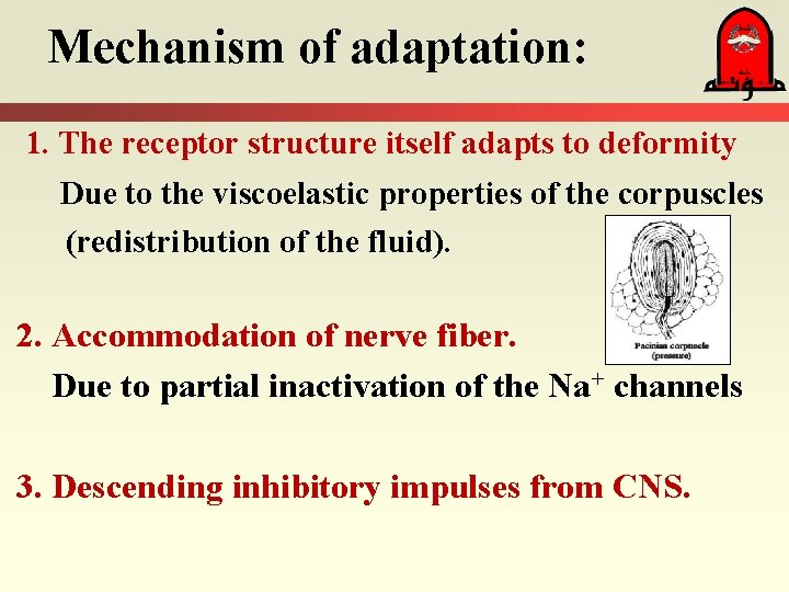 Mechanism of adaptation: 1. The receptor structure itself adapts to deformity Due to the