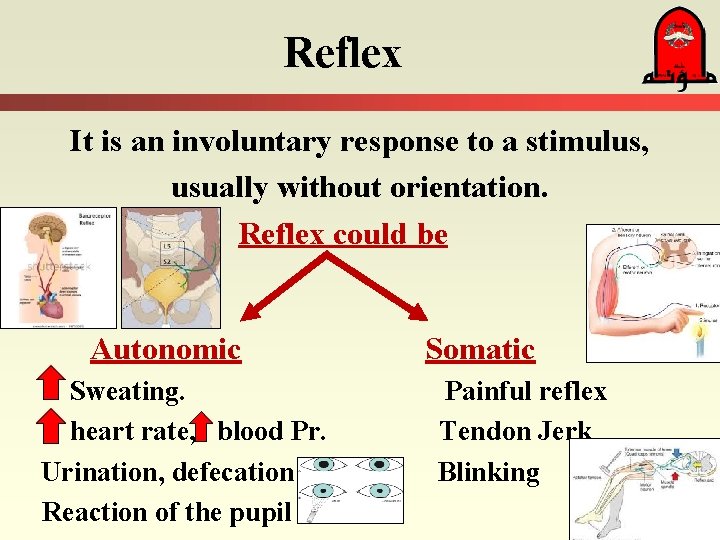 Reflex It is an involuntary response to a stimulus, usually without orientation. Reflex could