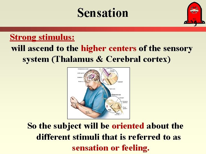 Sensation Strong stimulus: will ascend to the higher centers of the sensory system (Thalamus
