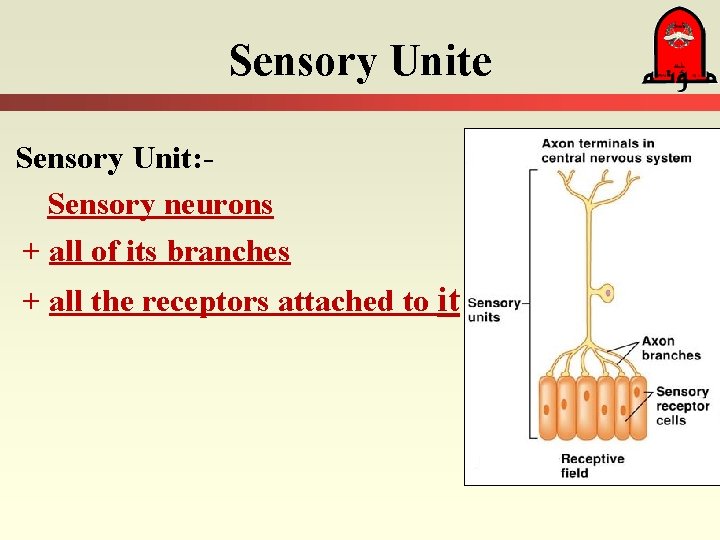 Sensory Unite Sensory Unit: Sensory neurons + all of its branches + all the