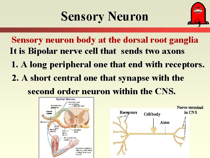 Sensory Neuron Sensory neuron body at the dorsal root ganglia It is Bipolar nerve