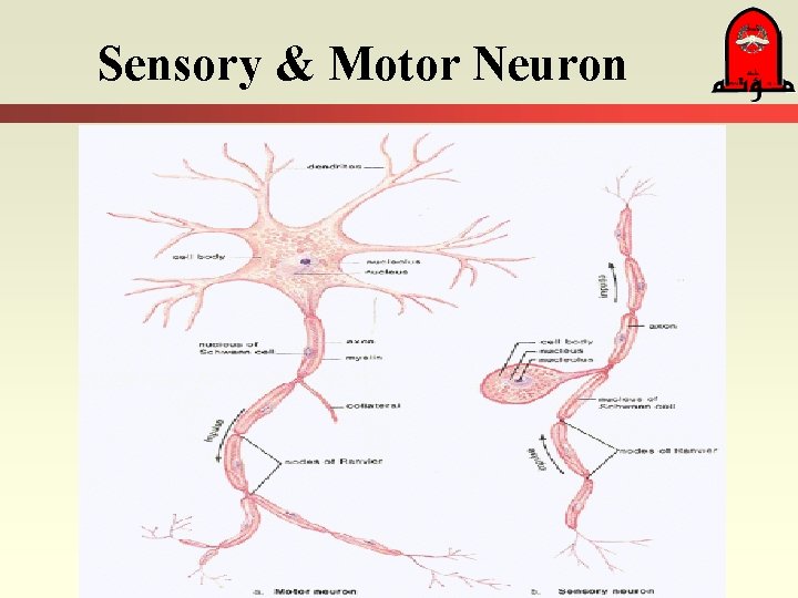 Sensory & Motor Neuron 