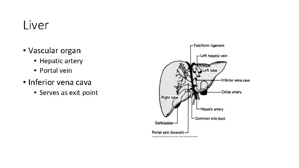 Liver • Vascular organ • Hepatic artery • Portal vein • Inferior vena cava