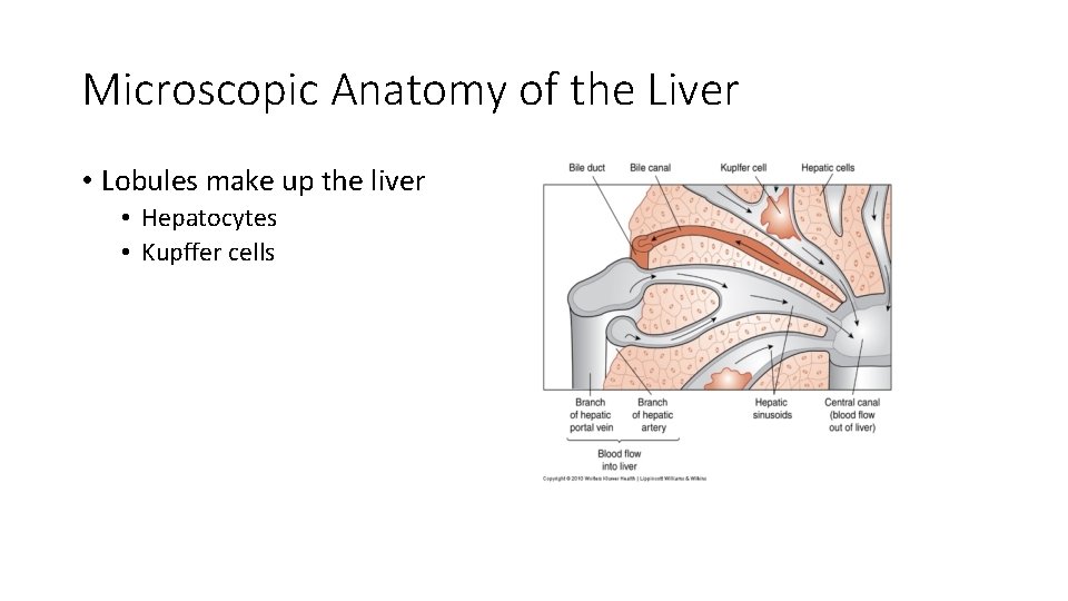 Microscopic Anatomy of the Liver • Lobules make up the liver • Hepatocytes •