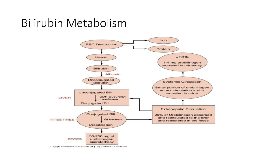 Bilirubin Metabolism 