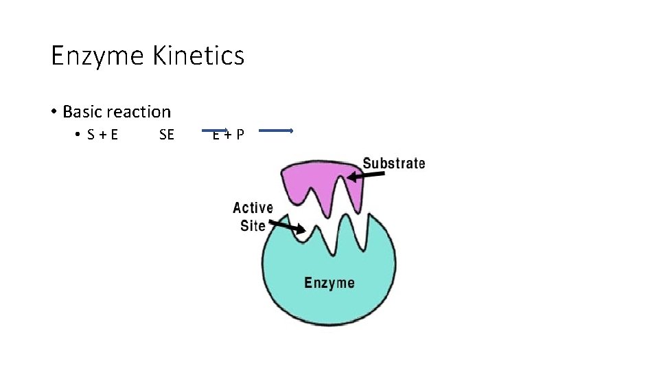 Enzyme Kinetics • Basic reaction • S+E SE E+P 