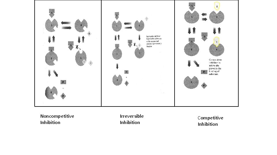 Noncompetitive Inhibition Irreversible Inhibition Competitive Inhibition 