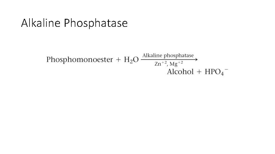Alkaline Phosphatase 