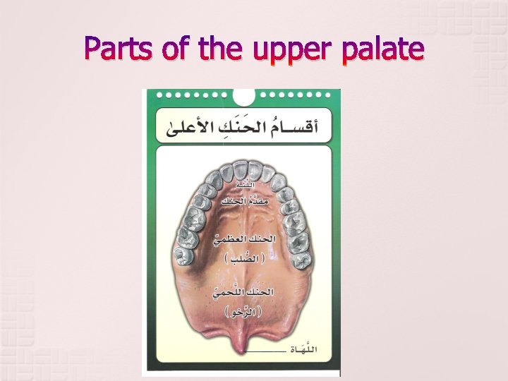 Parts of the upper palate 