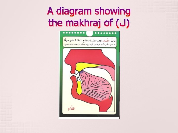 A diagram showing the makhraj of ( )ﻝ 
