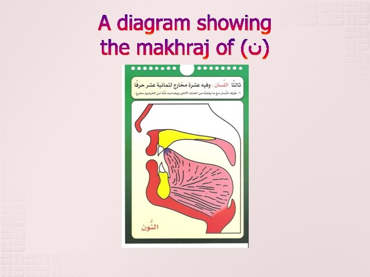 A diagram showing the makhraj of ( )ﻥ 
