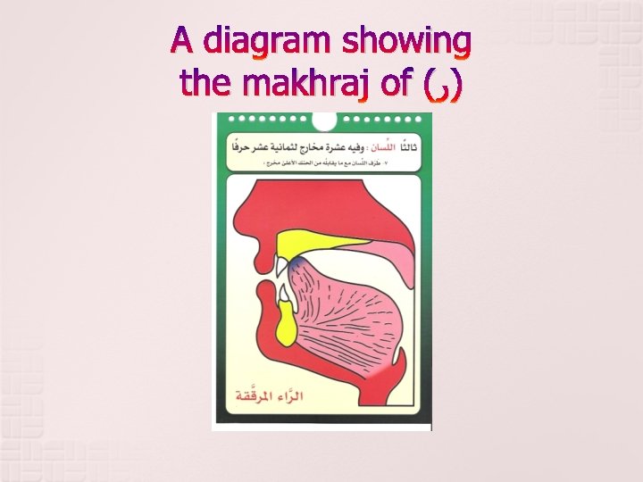 A diagram showing the makhraj of ( )ﺭ 