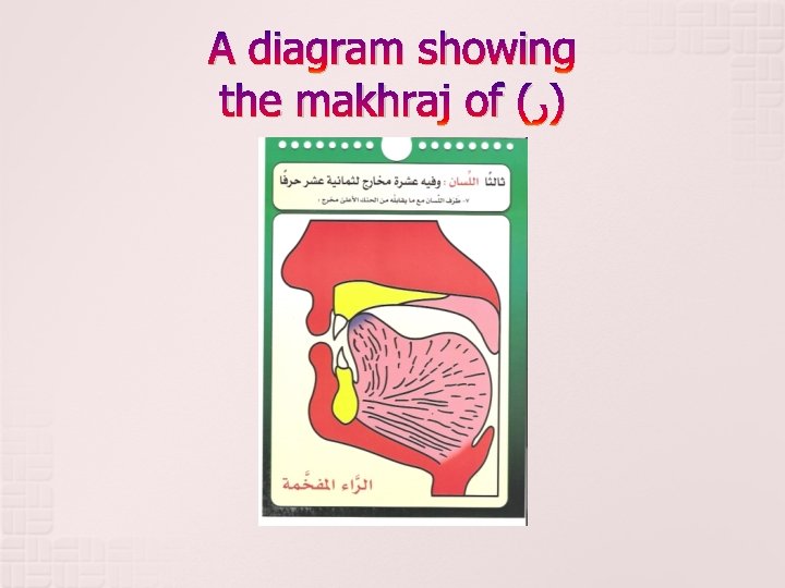 A diagram showing the makhraj of ( )ﺭ 