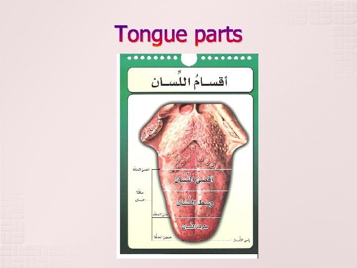 Tongue parts 