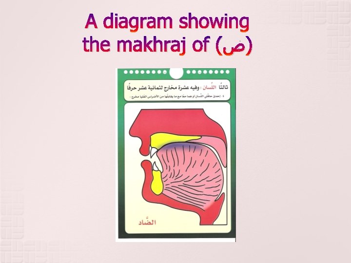 A diagram showing the makhraj of ( )ﺽ 