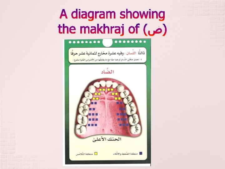 A diagram showing the makhraj of ( )ﺽ 