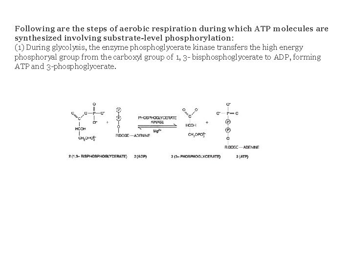 Following are the steps of aerobic respiration during which ATP molecules are synthesized involving