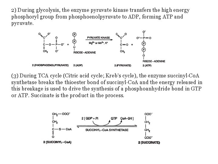 2) During glycolysis, the enzyme pyruvate kinase transfers the high energy phosphoryl group from