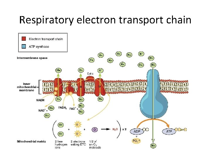 Respiratory electron transport chain 