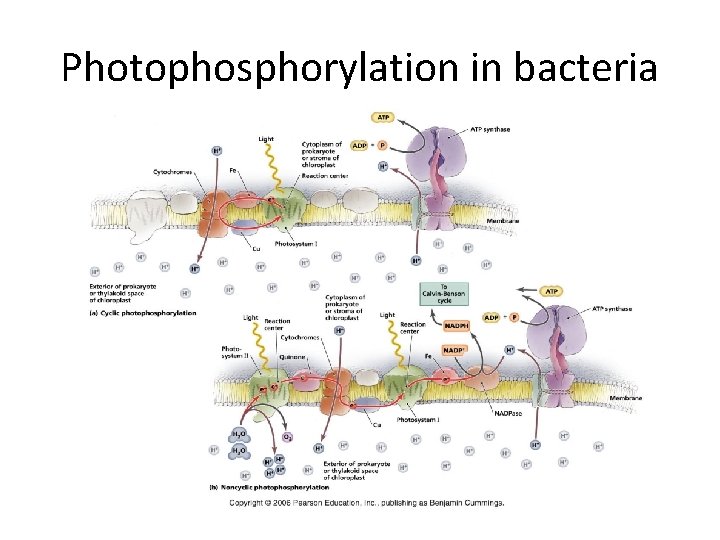 Photophosphorylation in bacteria 