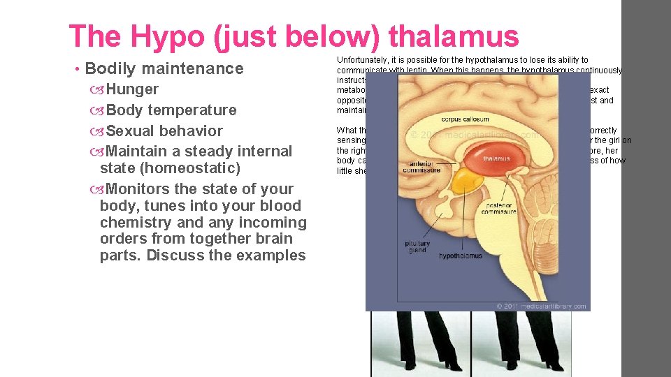 The Hypo (just below) thalamus • Bodily maintenance Hunger Body temperature Sexual behavior Maintain