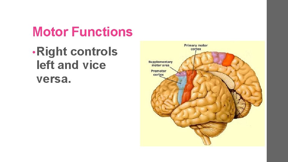 Motor Functions • Right controls left and vice versa. 