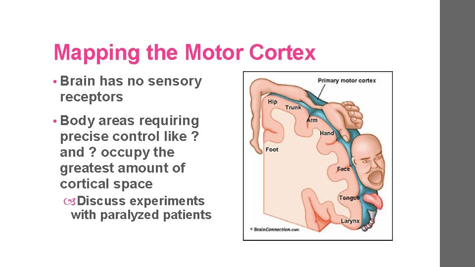 Mapping the Motor Cortex • Brain has no sensory receptors • Body areas requiring