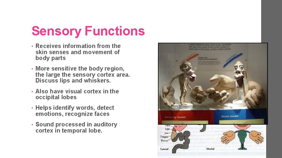 Sensory Functions • Receives information from the skin senses and movement of body parts