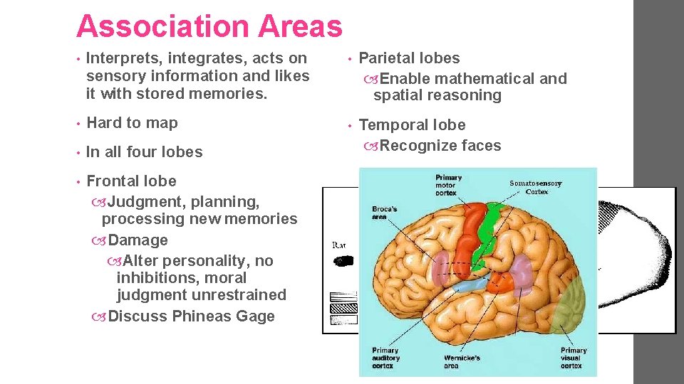 Association Areas • Interprets, integrates, acts on sensory information and likes it with stored