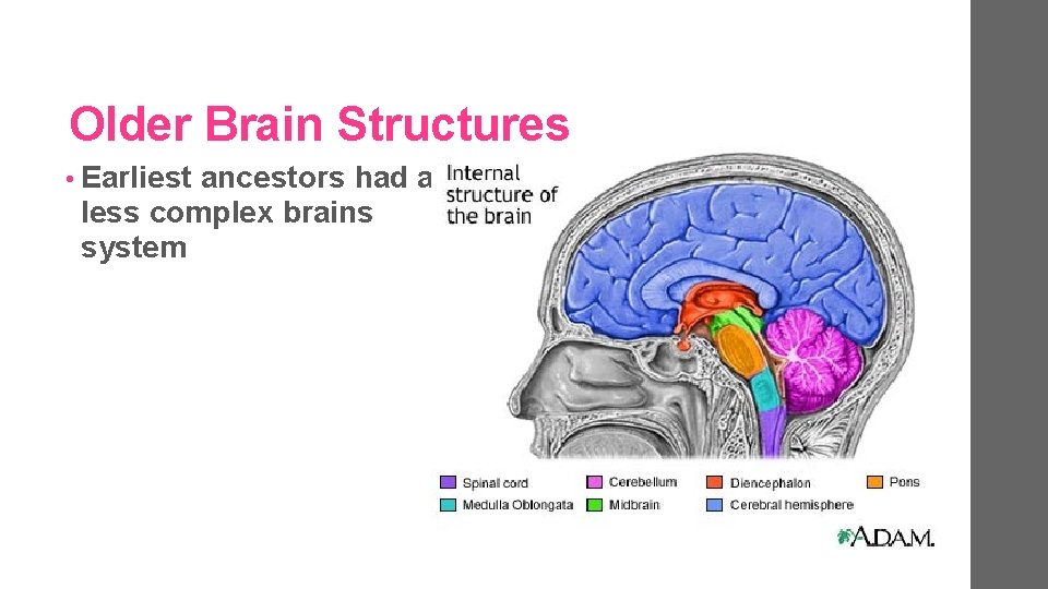 Older Brain Structures • Earliest ancestors had a less complex brains system 