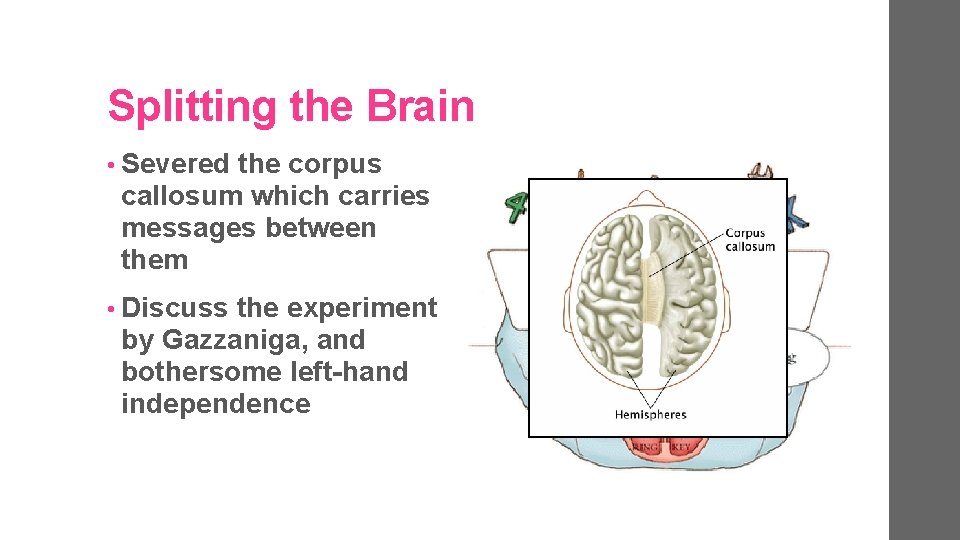 Splitting the Brain • Severed the corpus callosum which carries messages between them •