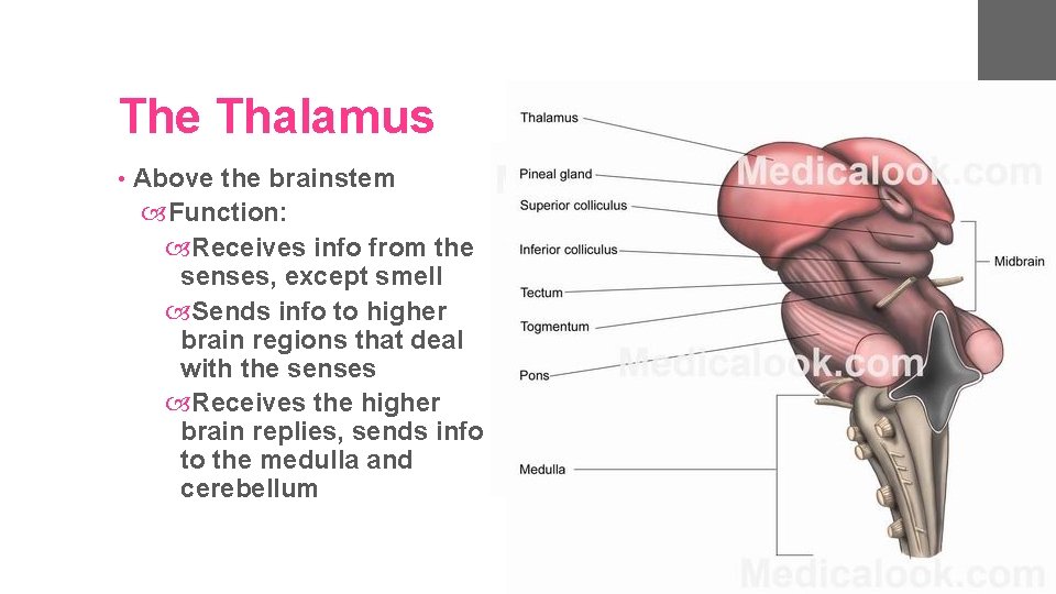 The Thalamus • Above the brainstem Function: Receives info from the senses, except smell