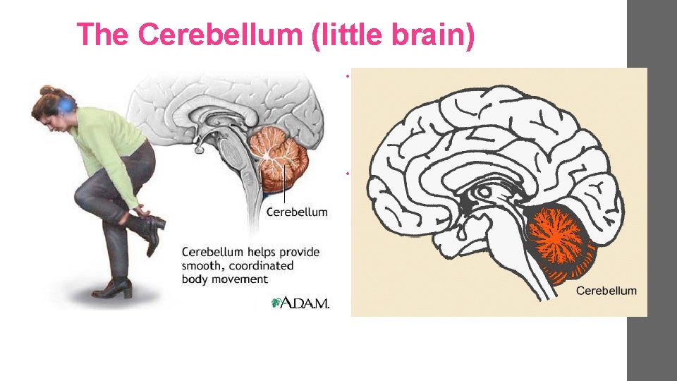 The Cerebellum (little brain) • Rear of brainstem Function Enables nonverbal learning and memory