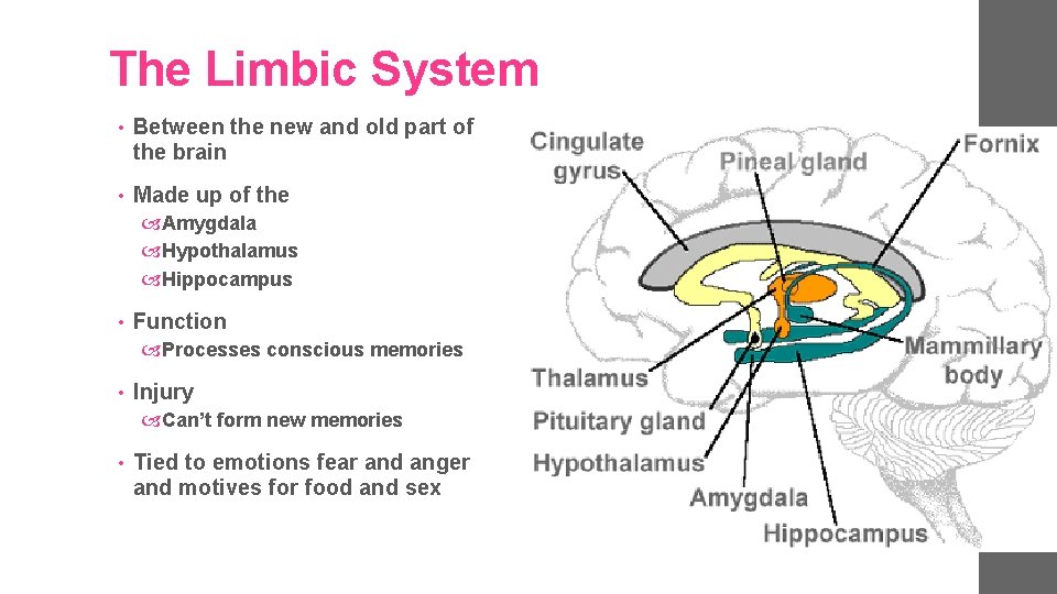The Limbic System • Between the new and old part of the brain •